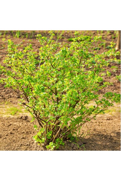 Кущ Аґруса Золотистий